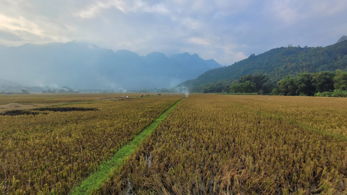 Les rizières de Mai Chau