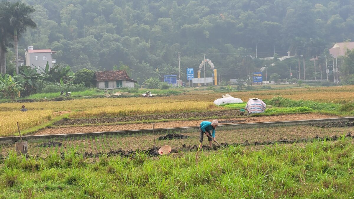 Travail dans les rizières