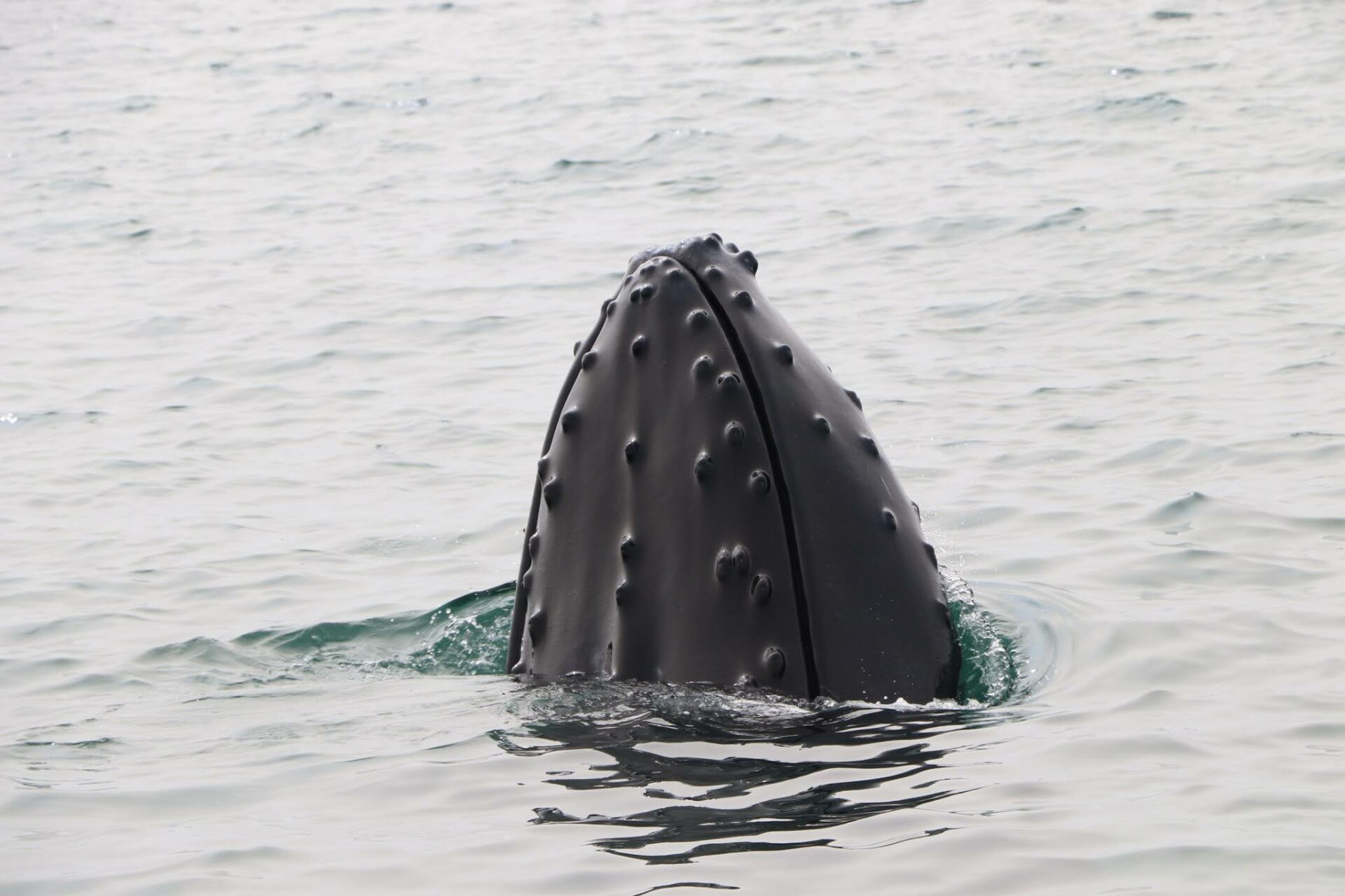 La bouche d'une baleine à bosse