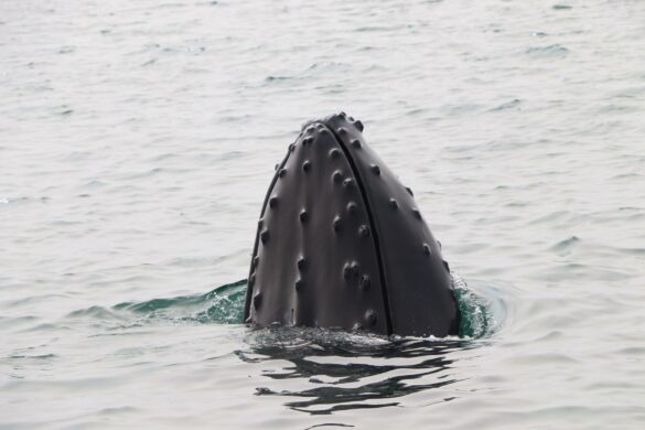 La bouche d'une baleine à bosse