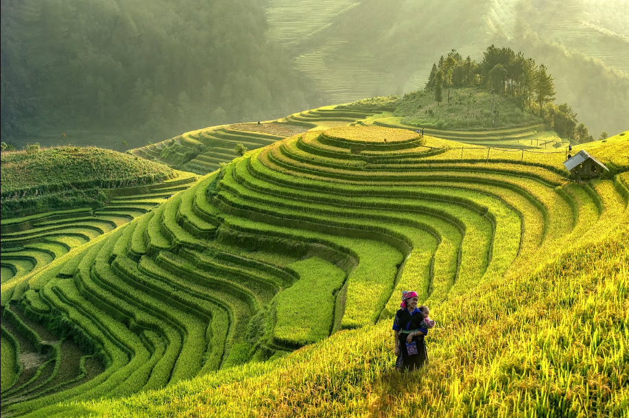 Les rizières du Vietnam