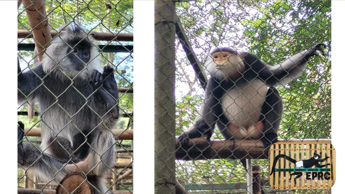 Endangered Primate Rescue Center