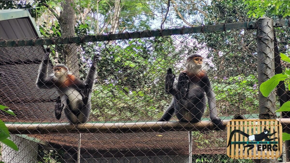 Endangered Primate Rescue Center