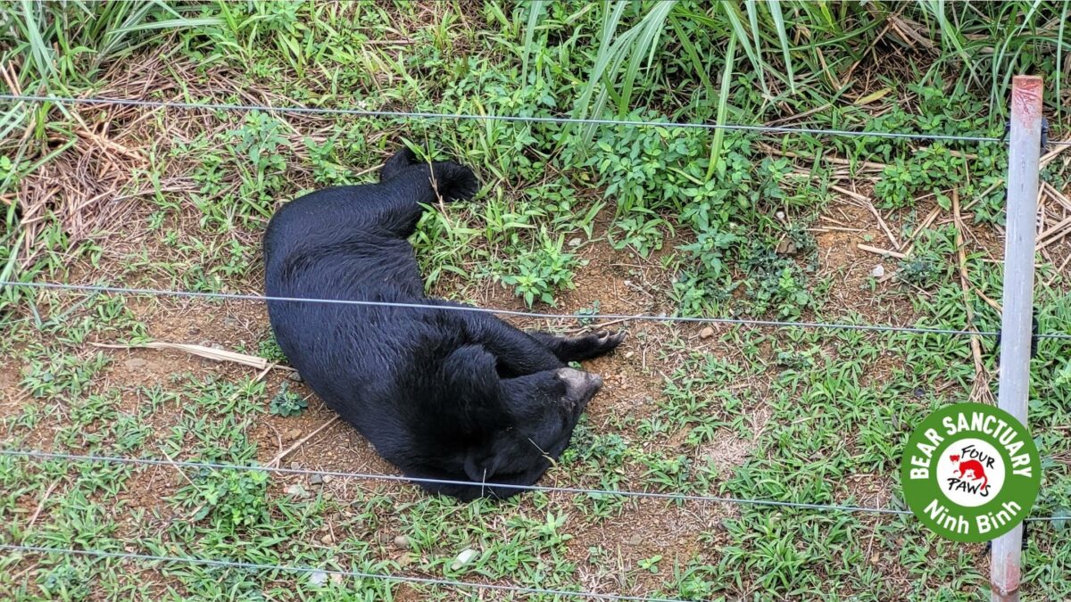 Ninh Binh Bear Sanctuary