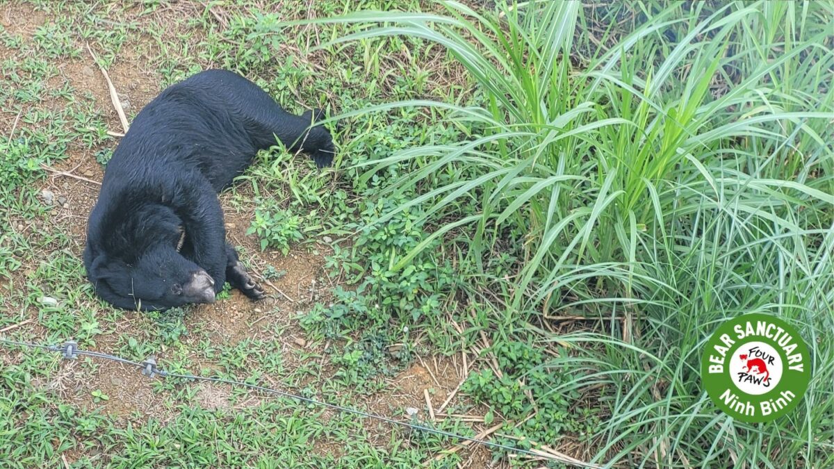 Ninh Binh Bear Sanctuary