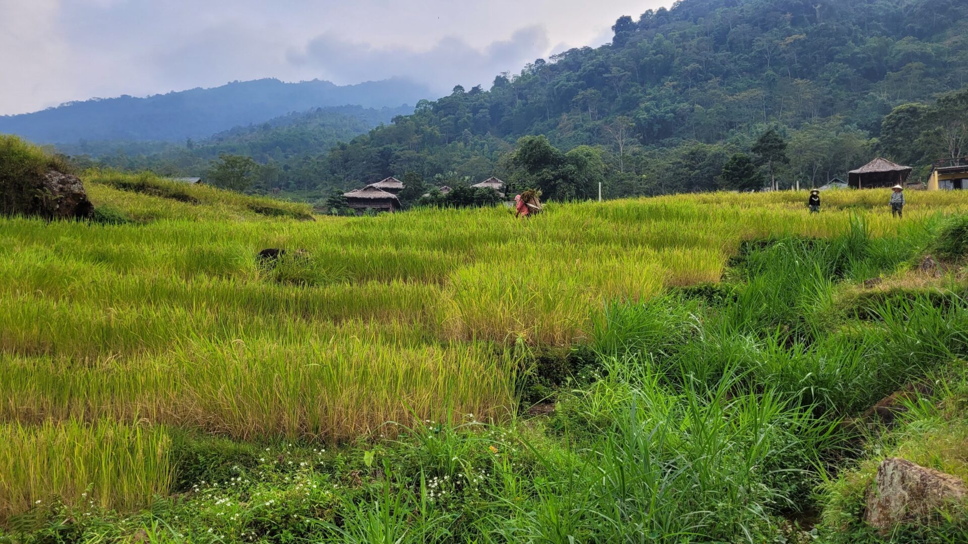 Vue des rizières de Pu Luong