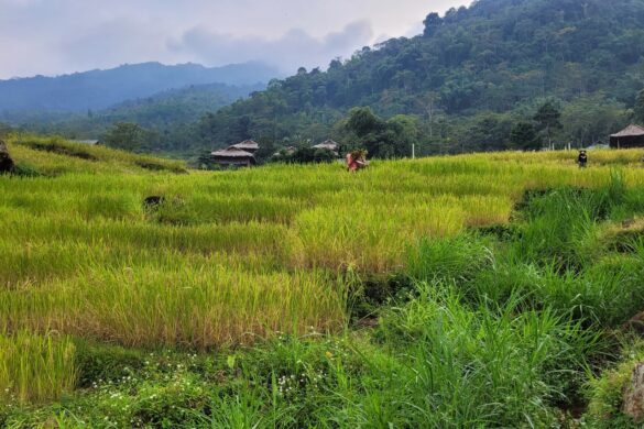 Vue des rizières de Pu Luong