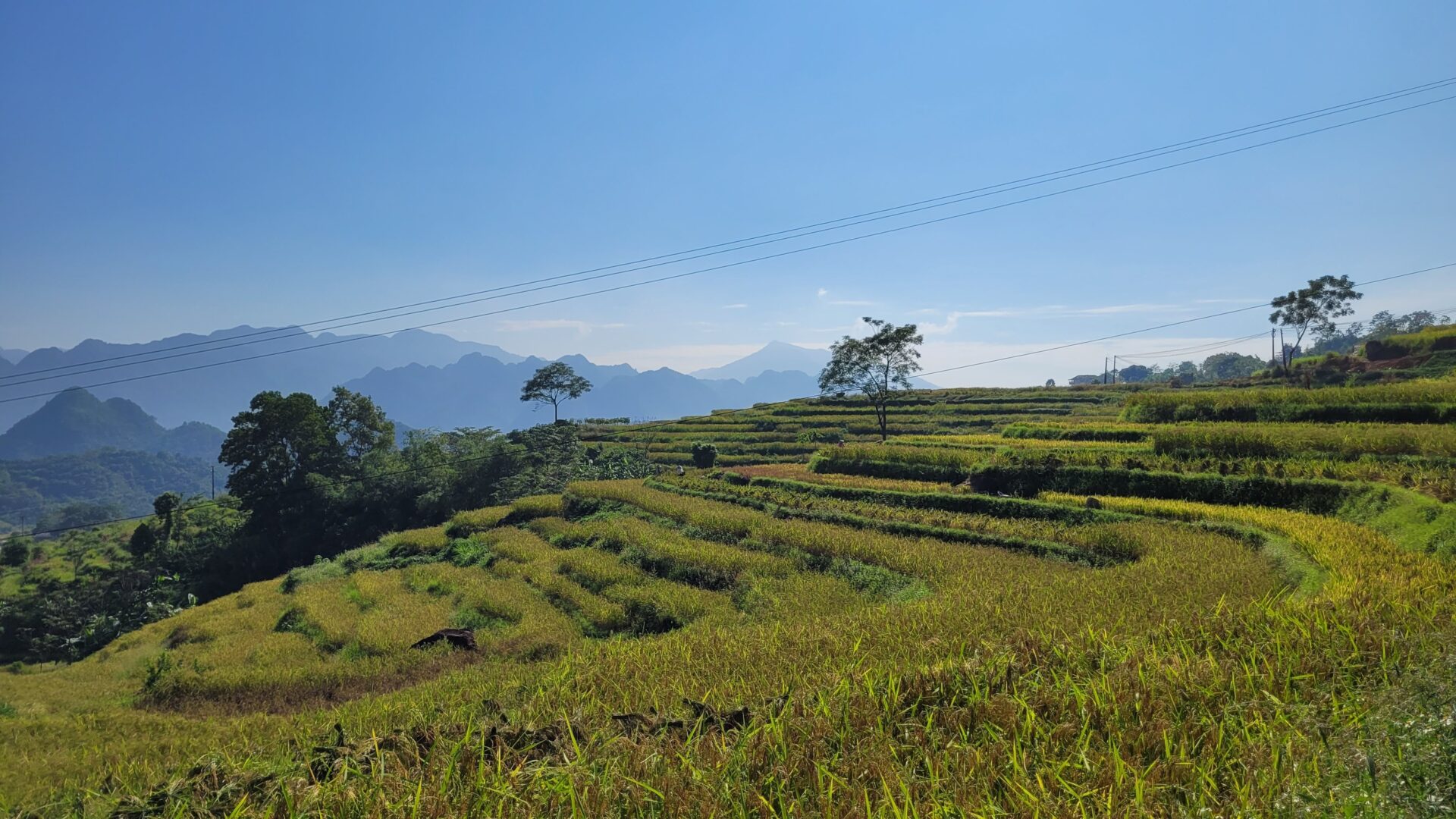 Les magnifiques paysges de rizières du Vietnam !