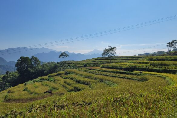 Les magnifiques paysges de rizières du Vietnam !